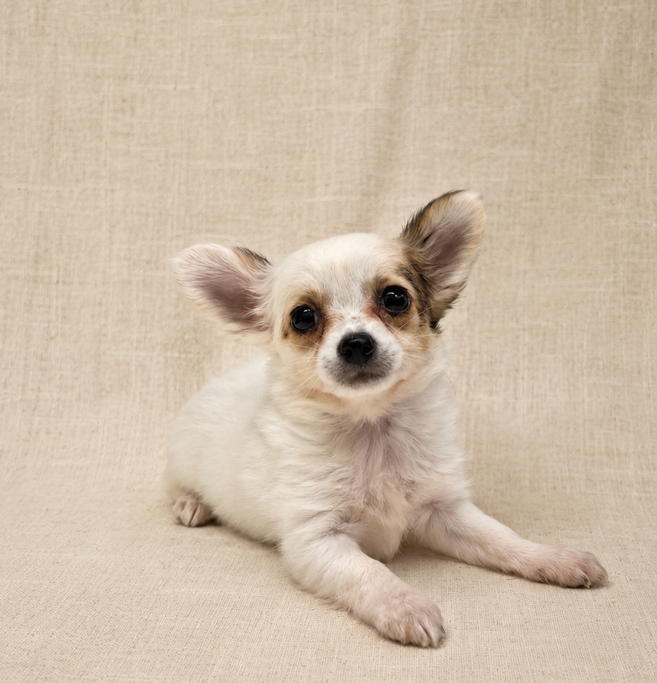 Bellina chiot chihuahua femelle
