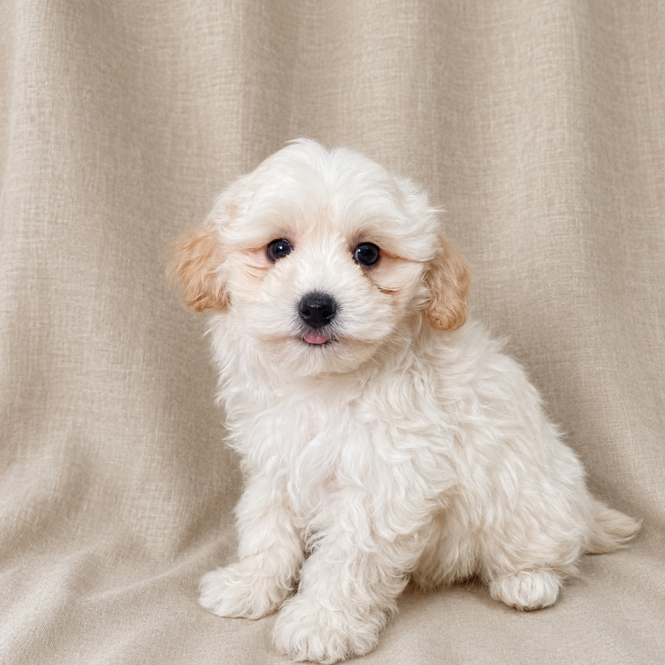 Britney chiot maltipoo fauve femelle a vendre paris