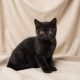 Black Prince chaton british shorthair noir male