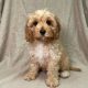 Bear chiot cavapoo fauve male disponible a la vente paris
