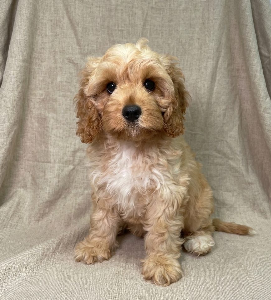 Bear chiot cavapoo fauve male disponible a la vente paris