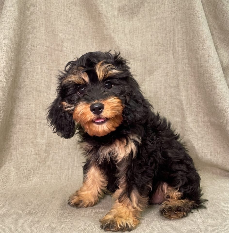Bloomy chiot cavapoo fauve femelle