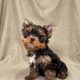 Bao chiot yorkshire male noir et feu