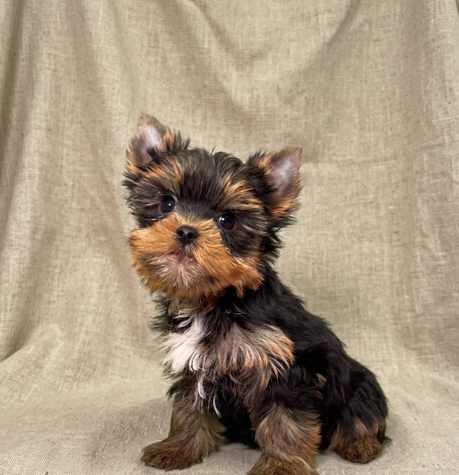 Bao chiot yorkshire male noir et feu
