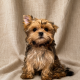 Belga chiot golddust yorkshire beige femelle a vendre paris