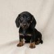 Berthy chiot teckel male noir et feu à vendre Paris
