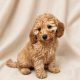 Betina chiot caniche abricot femelle