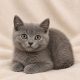 chartreux chaton mâle bleu à vendre Paris