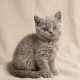 chaton british shorthair male lilas à vendre Paris
