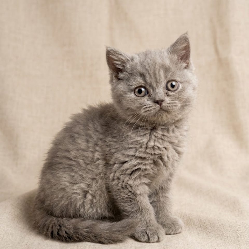 chaton british shorthair male lilas à vendre Paris