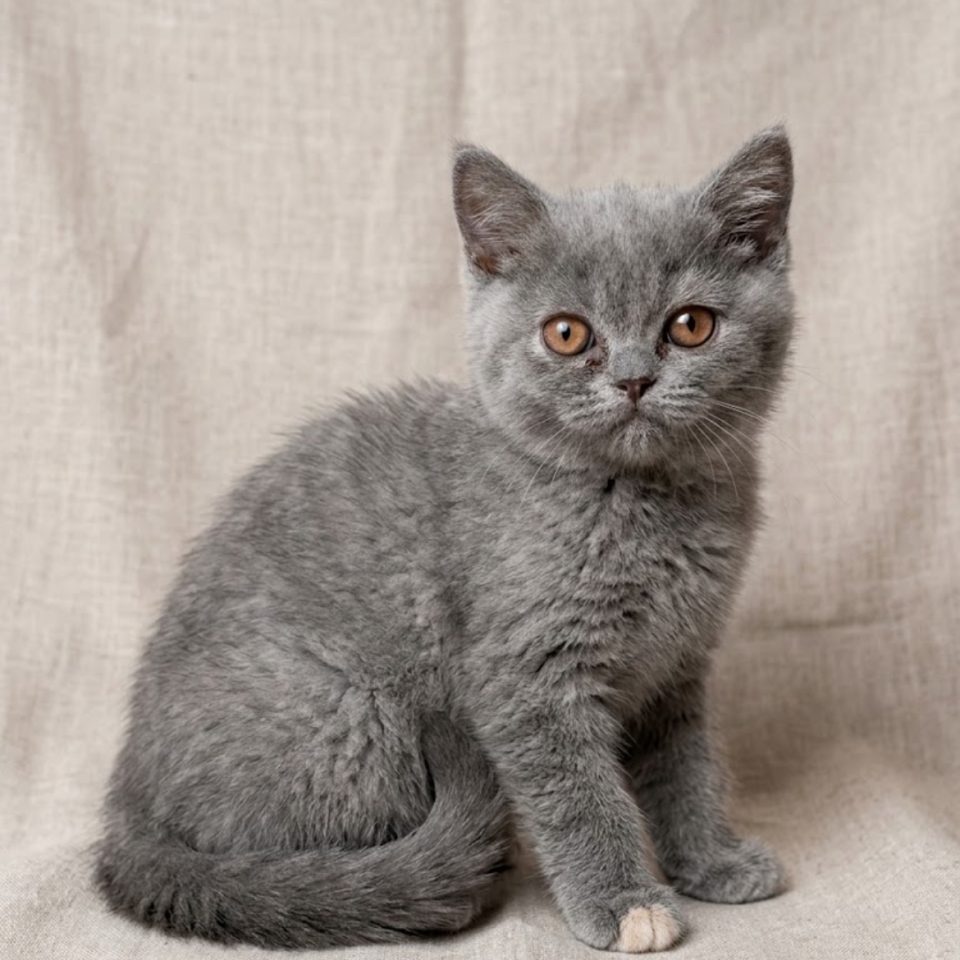 chaton british shorthair male blue tortie à vendre Paris