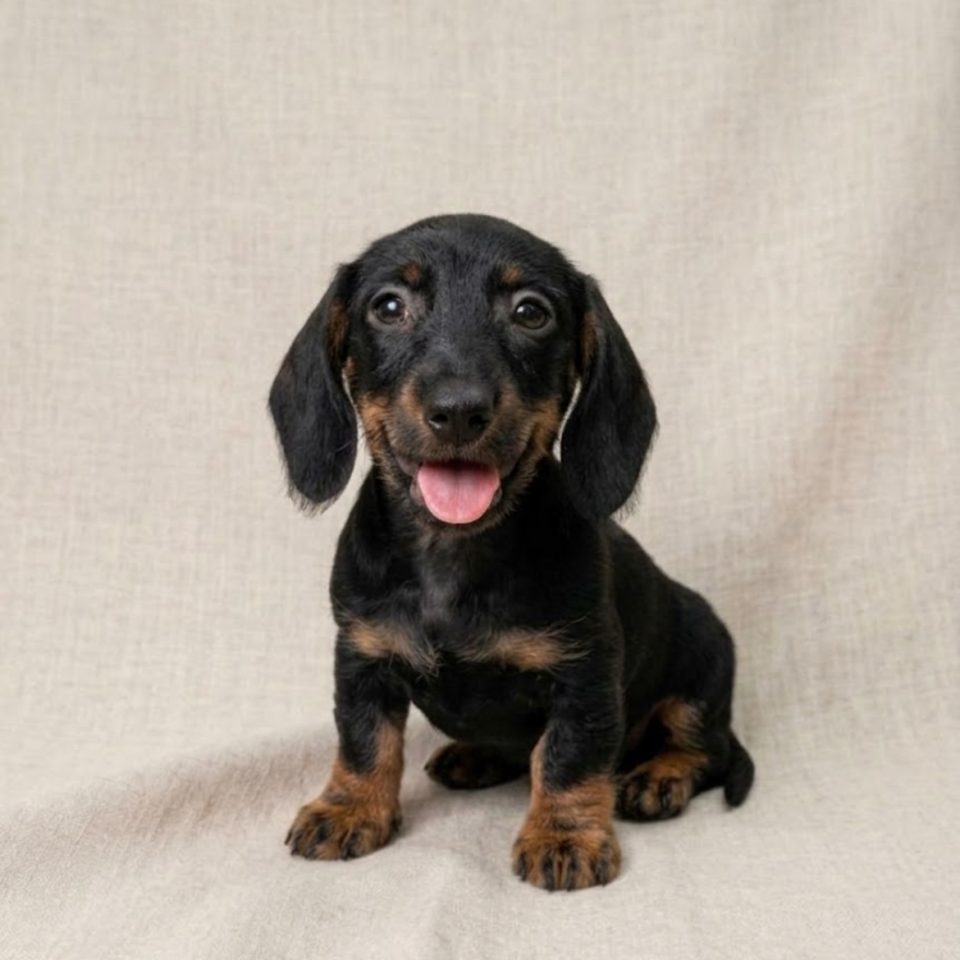 chiot teckel male noir et feu à vendre Paris