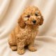 Bento Betina chiot caniche abricot femelle