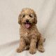 Babar chiot caniche abricot male