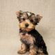 Béa chiot yorkshire terrier femelle noir et feu a vendre a paris