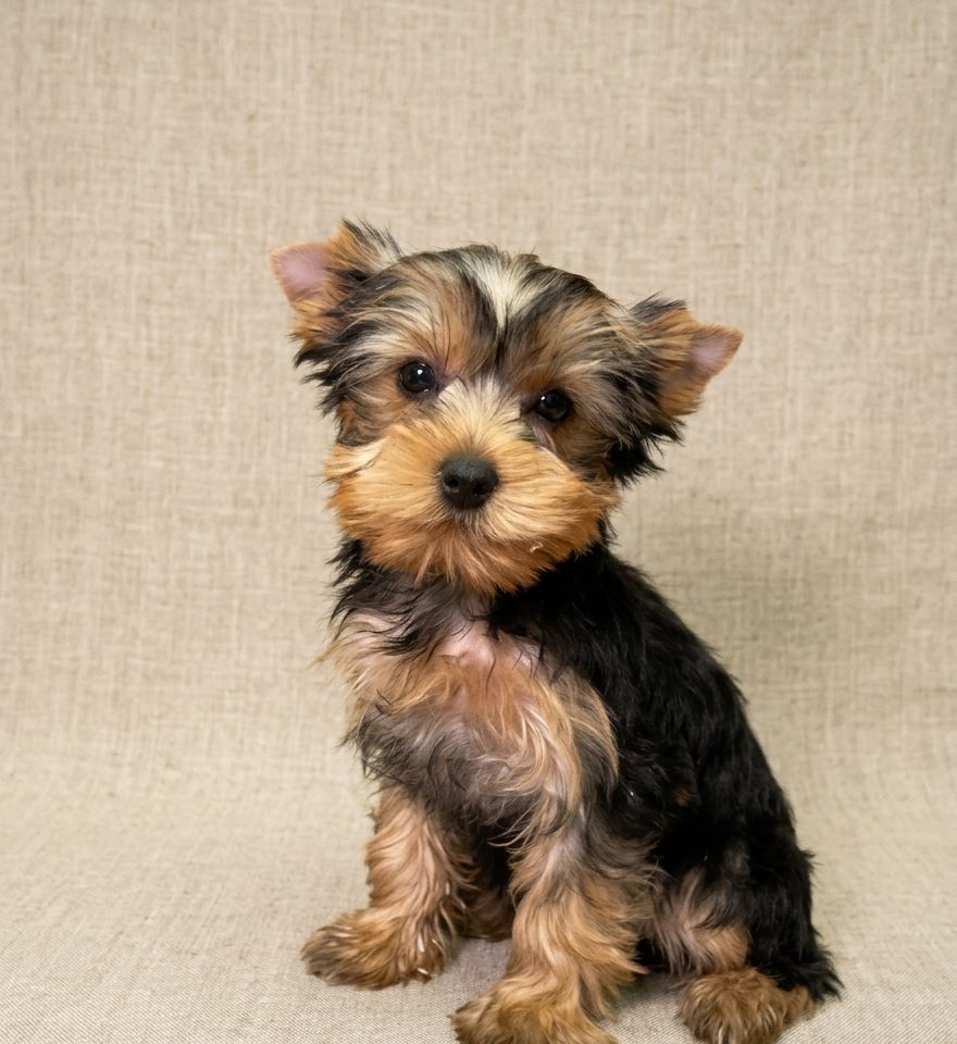 Béa chiot yorkshire terrier femelle noir et feu a vendre a paris
