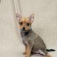 Bailar chiot pinscher croisé spitz a vendre paris