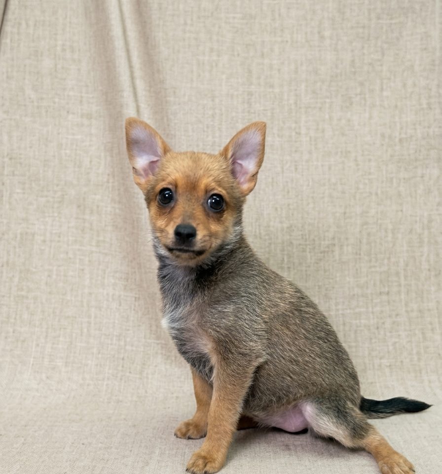 Bailar chiot pinscher croisé spitz a vendre paris