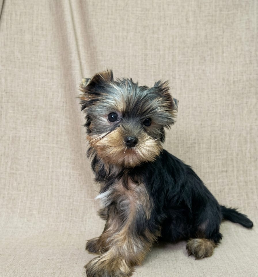 chiot yorkshire male noir et feu à vendre Paris