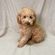 Burberry chiot caniche abricot male
