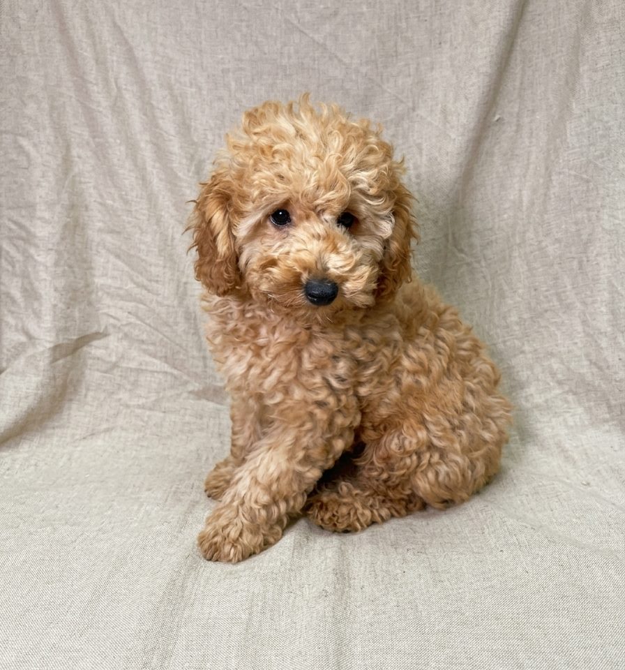 Burberry chiot caniche abricot male