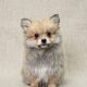Balmain chiot spitz mâle fauve charbonné à vendre Paris