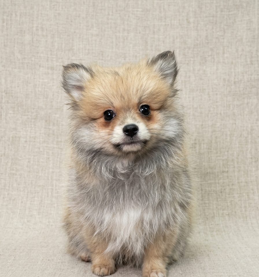Balmain chiot spitz mâle fauve charbonné à vendre Paris